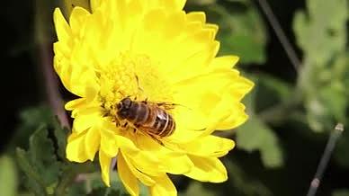 春天公园金黄菊花小蜜蜂采蜜实拍视频视频的预览图